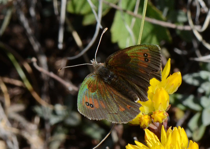 Erebia carmenta ?